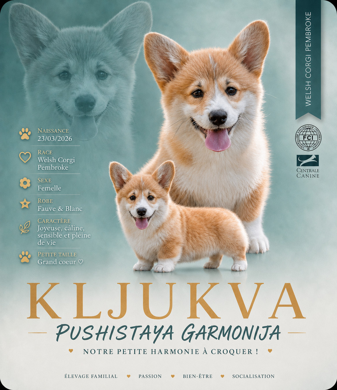 KLJUKVA pushistaya garmonija
