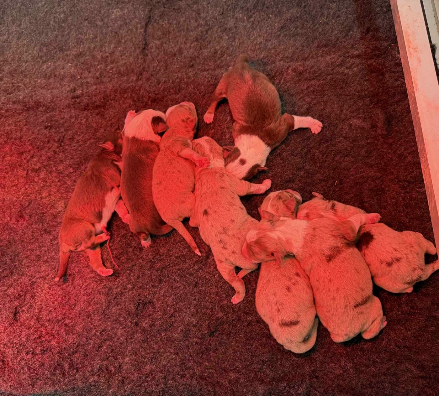 Chiot Berger Américain Miniature  D'Eden's Wood