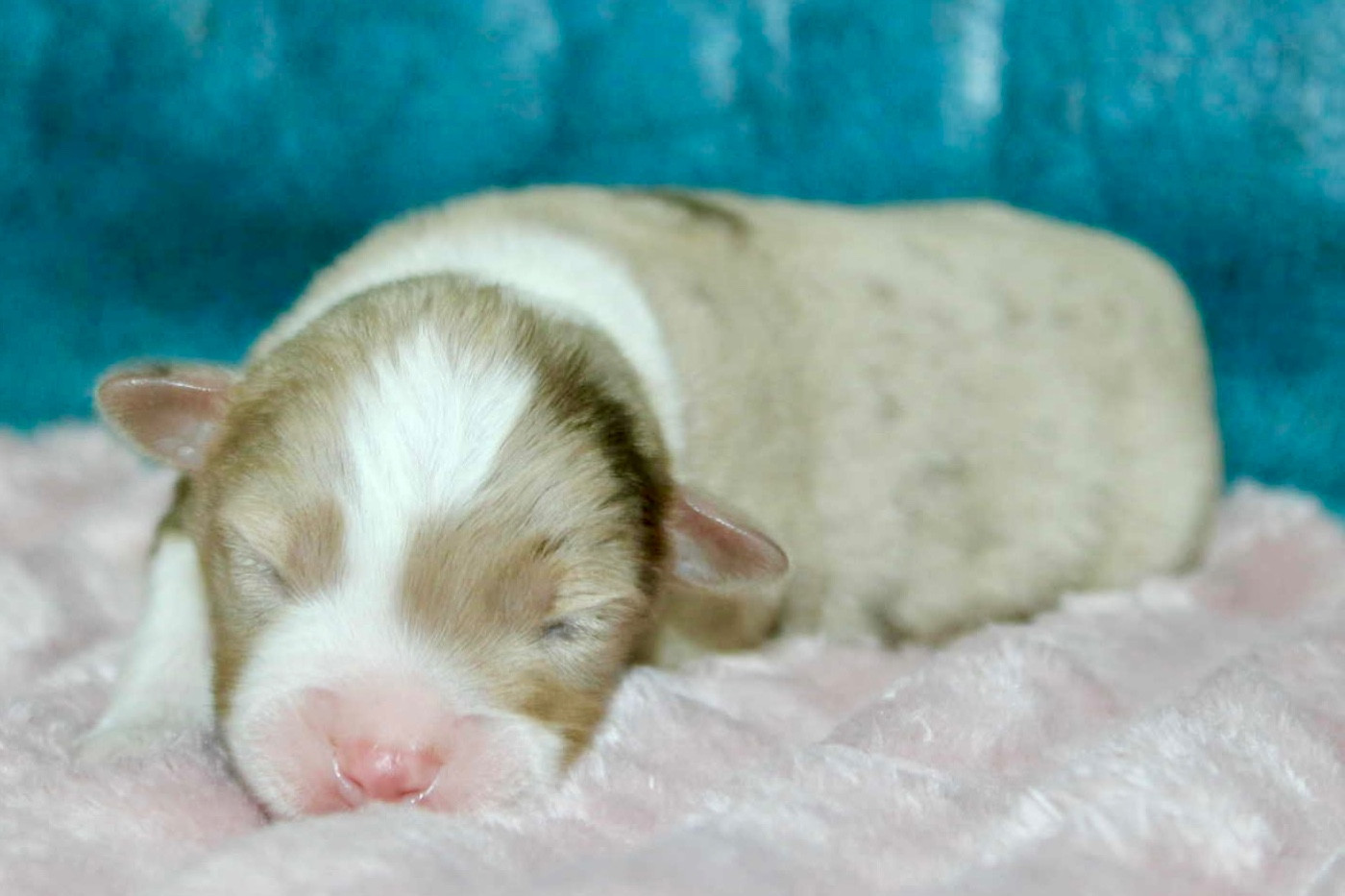 D'Eden's Wood - Chiots disponibles - Berger Américain Miniature 