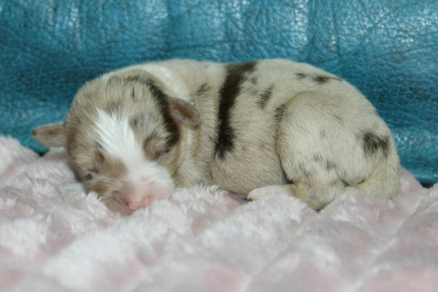 D'Eden's Wood - Chiots disponibles - Berger Américain Miniature 