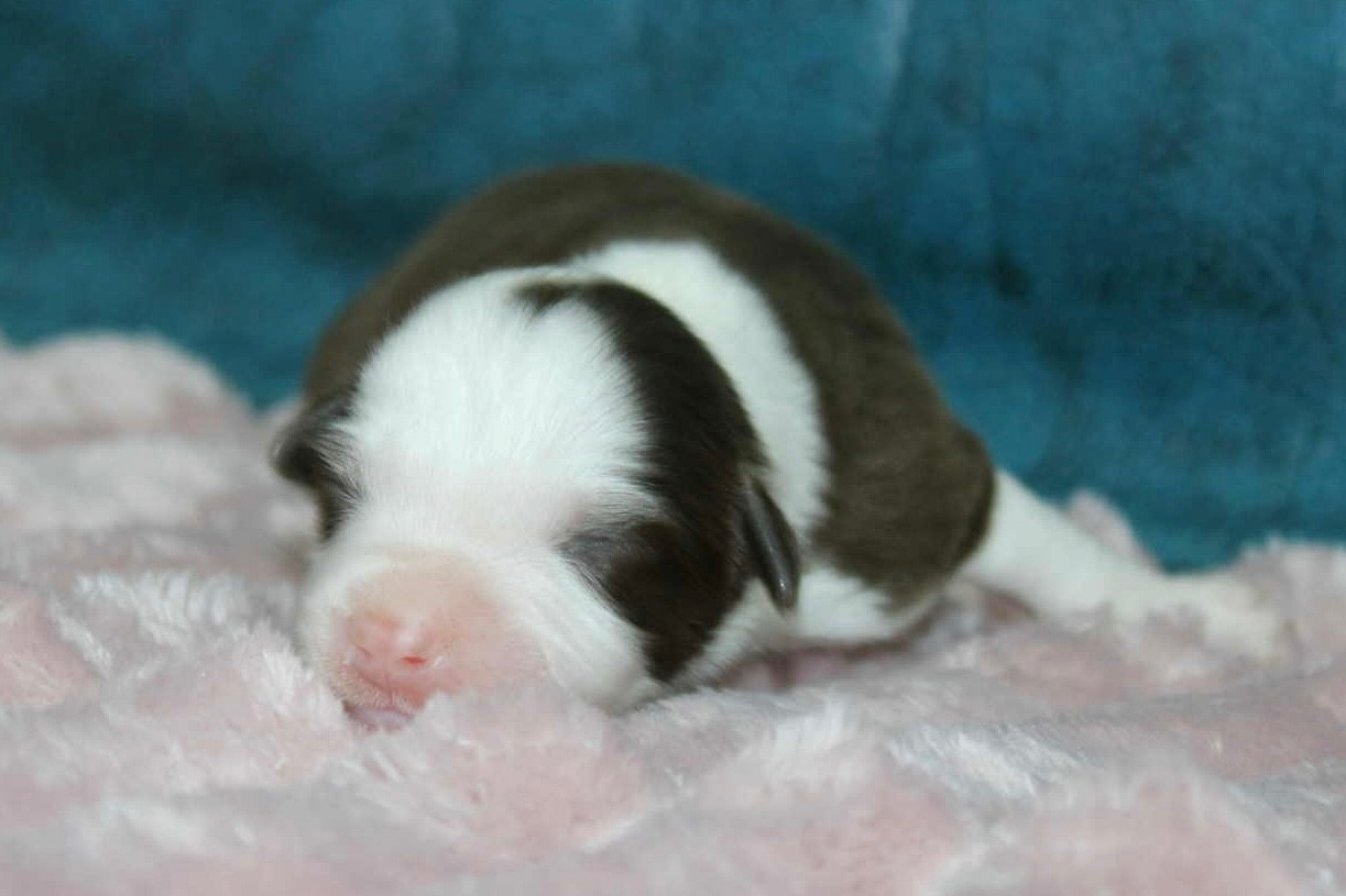 D'Eden's Wood - Chiots disponibles - Berger Américain Miniature 