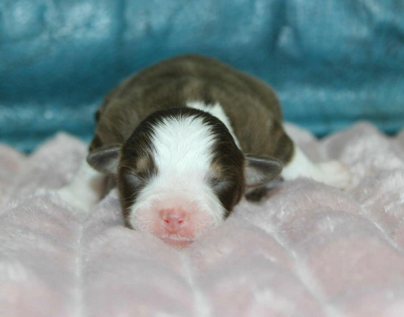 D'Eden's Wood - Chiots disponibles - Berger Américain Miniature 