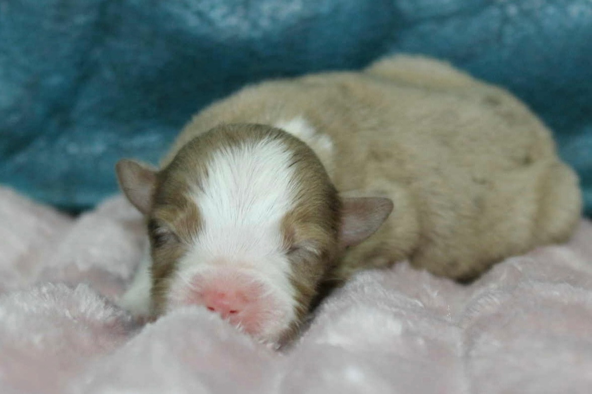 D'Eden's Wood - Chiots disponibles - Berger Américain Miniature 