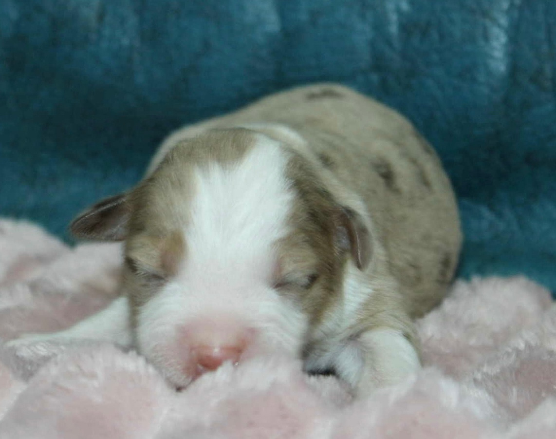 D'Eden's Wood - Chiots disponibles - Berger Américain Miniature 