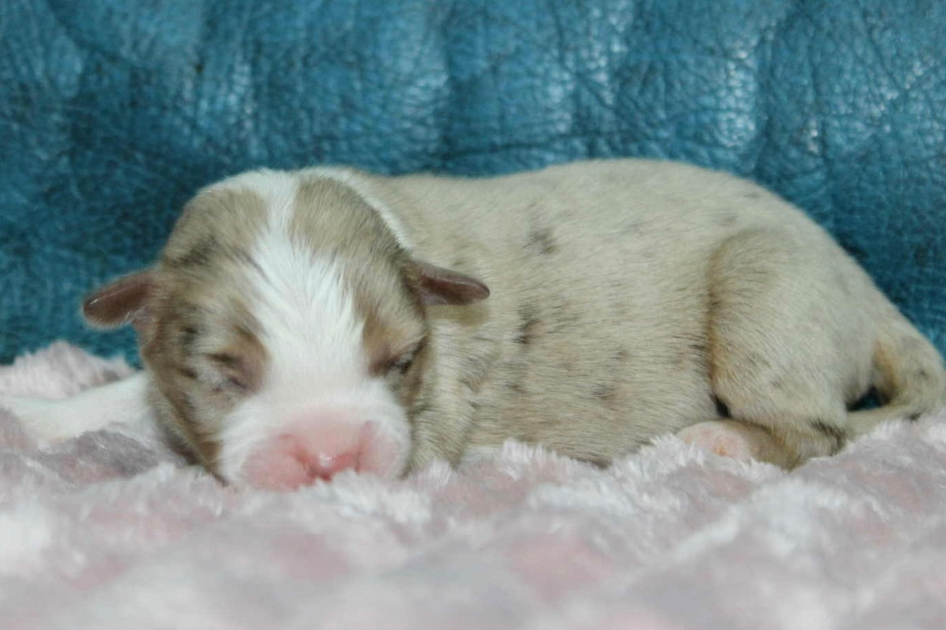 D'Eden's Wood - Chiots disponibles - Berger Américain Miniature 