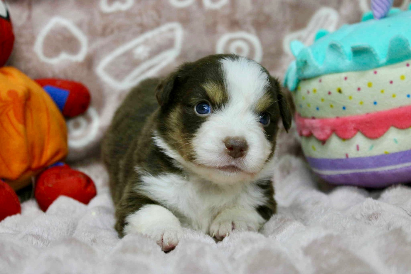 D'Eden's Wood - Chiots disponibles - Berger Américain Miniature 