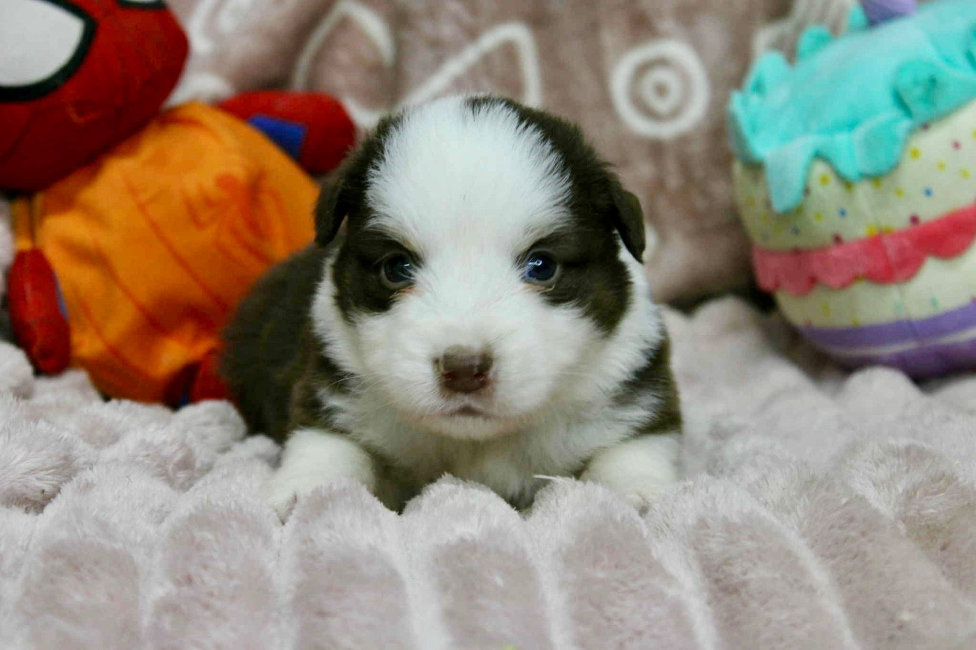 D'Eden's Wood - Chiots disponibles - Berger Américain Miniature 