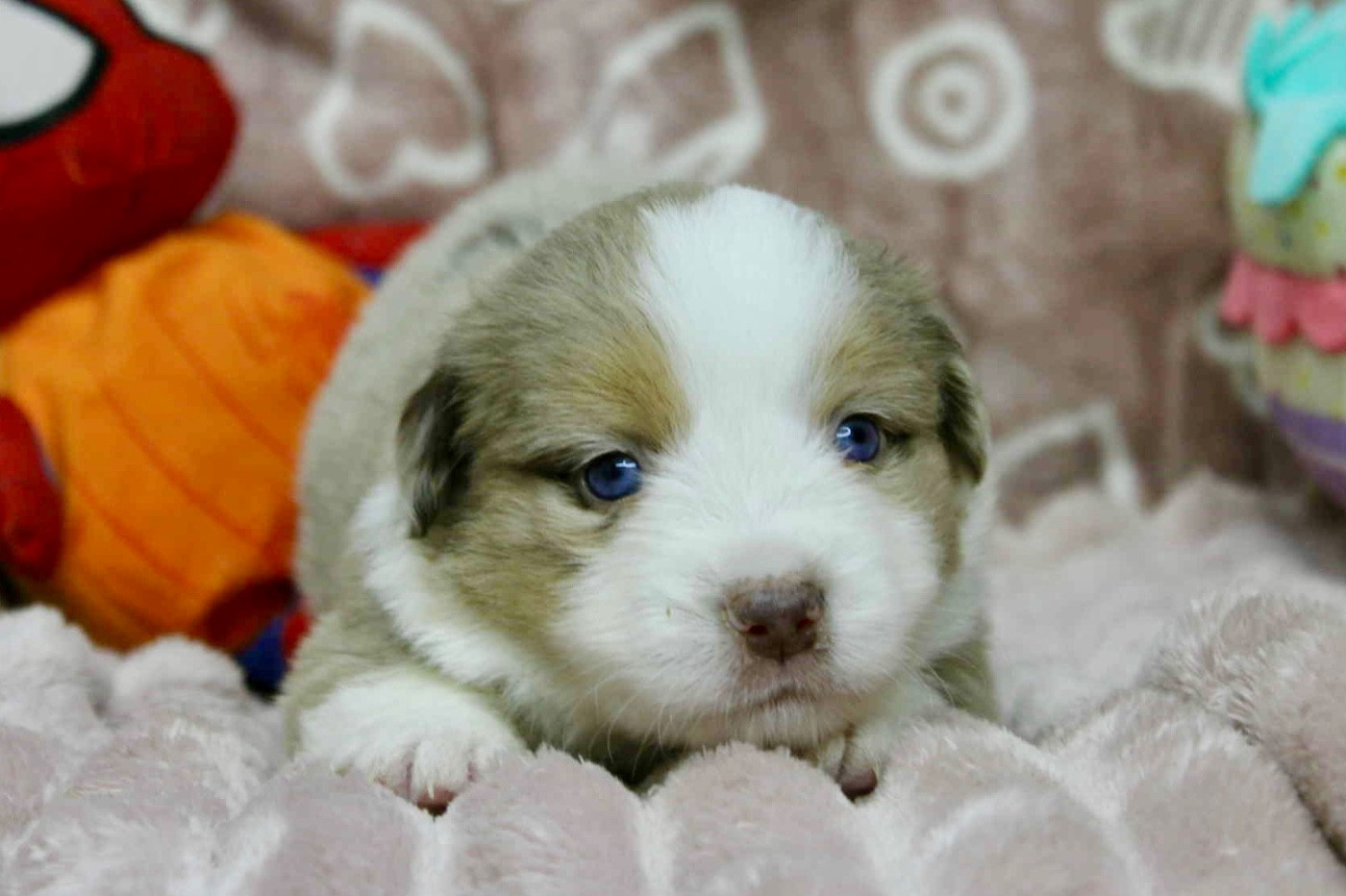 D'Eden's Wood - Chiots disponibles - Berger Américain Miniature 