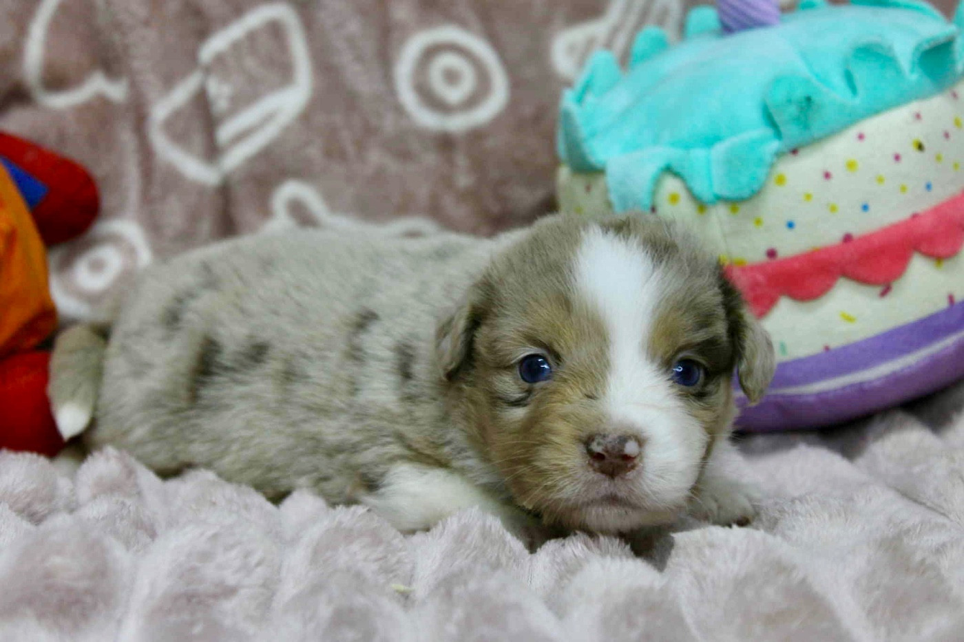 D'Eden's Wood - Chiots disponibles - Berger Américain Miniature 