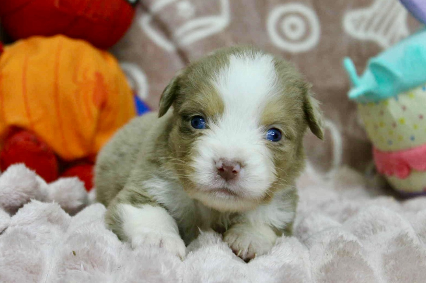 D'Eden's Wood - Chiots disponibles - Berger Américain Miniature 