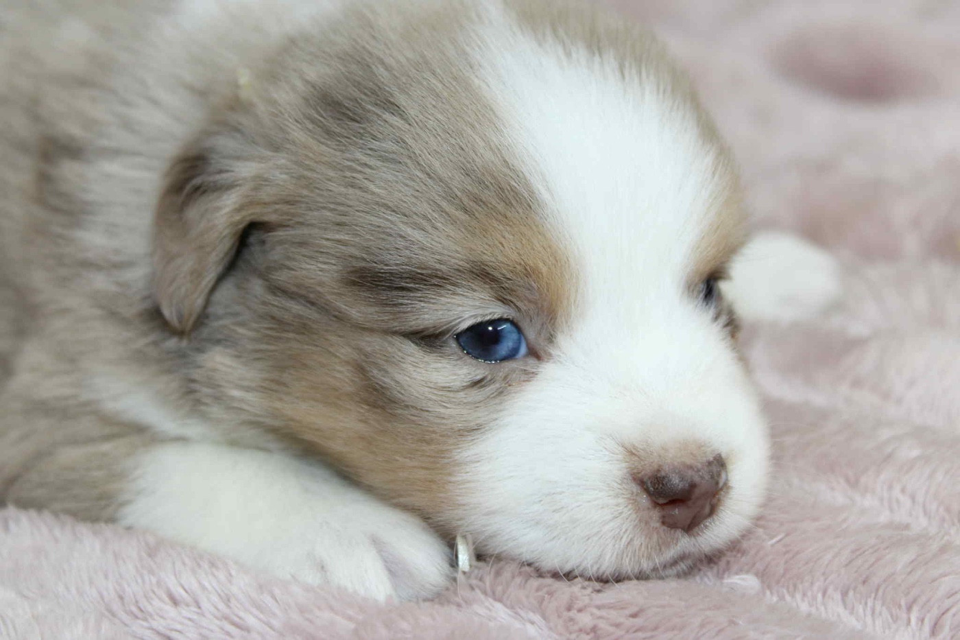 D'Eden's Wood - Chiots disponibles - Berger Américain Miniature 