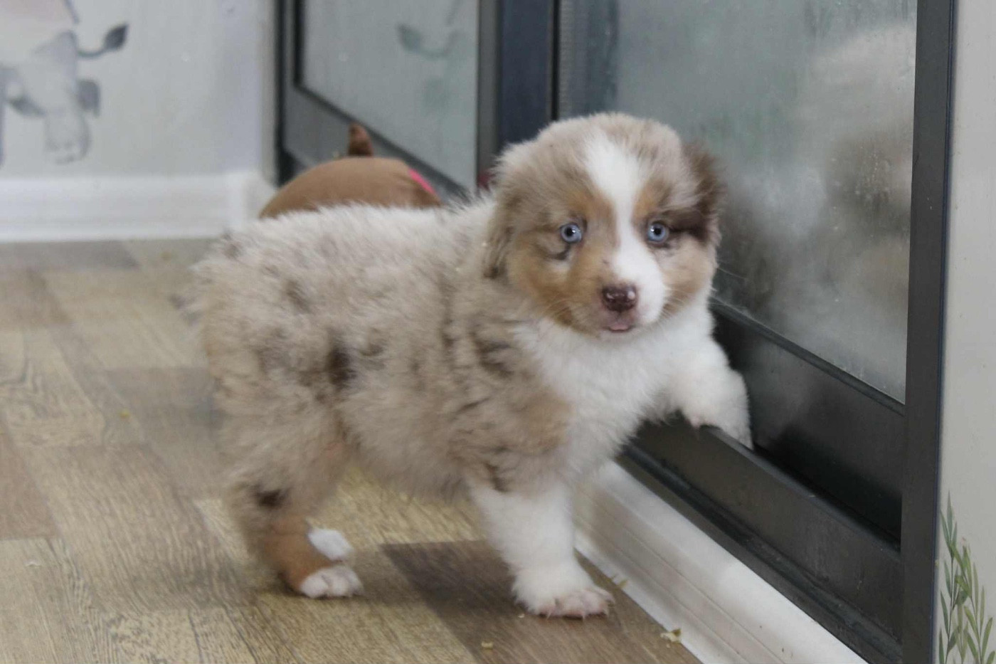 D'Eden's Wood - Chiots disponibles - Berger Américain Miniature 