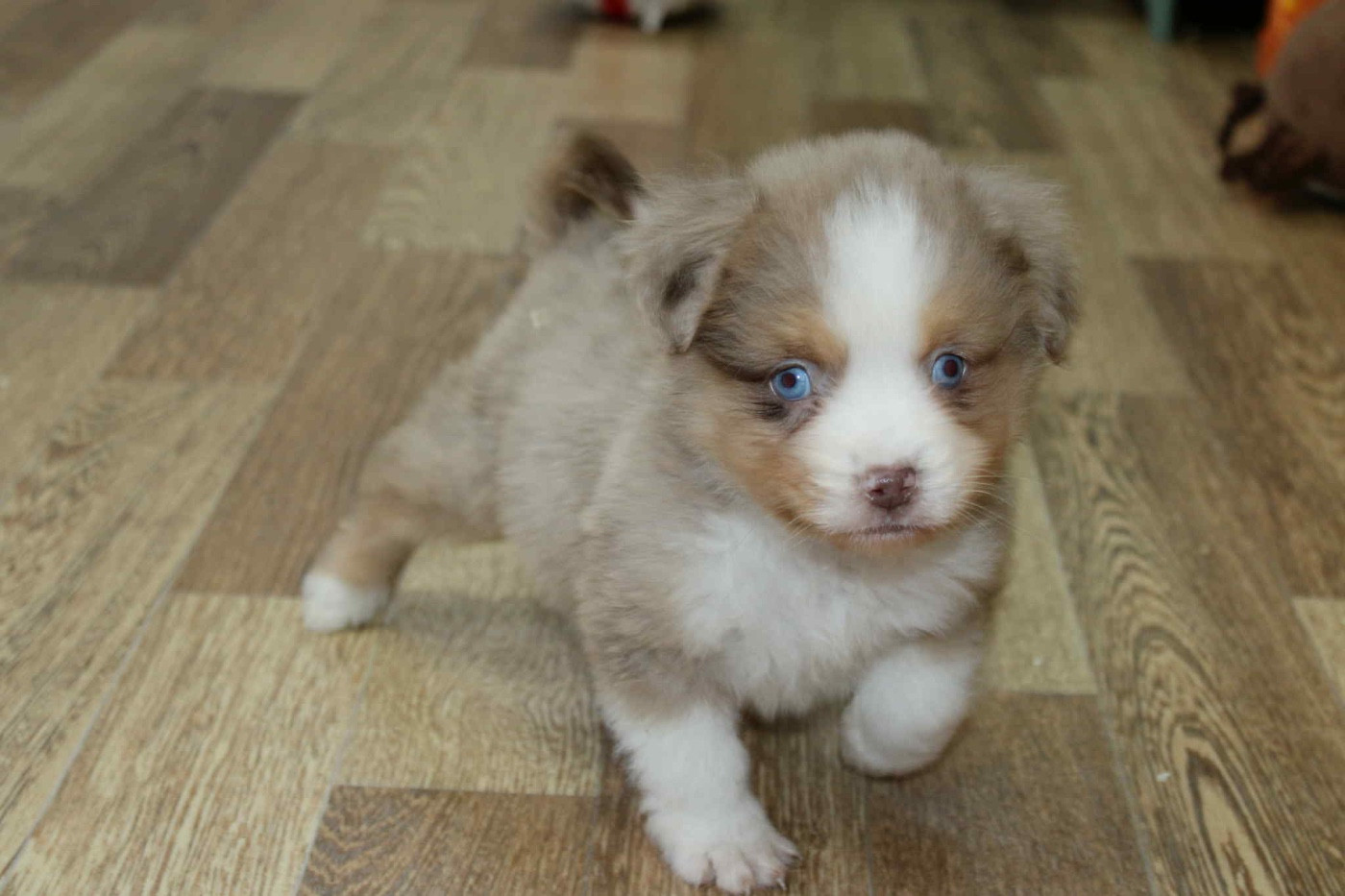 D'Eden's Wood - Chiots disponibles - Berger Américain Miniature 