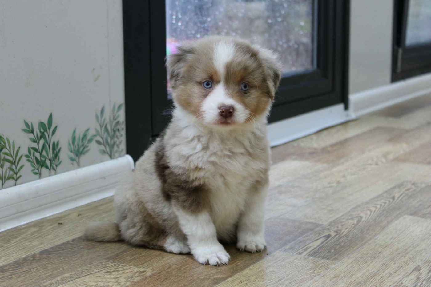 D'Eden's Wood - Chiots disponibles - Berger Américain Miniature 