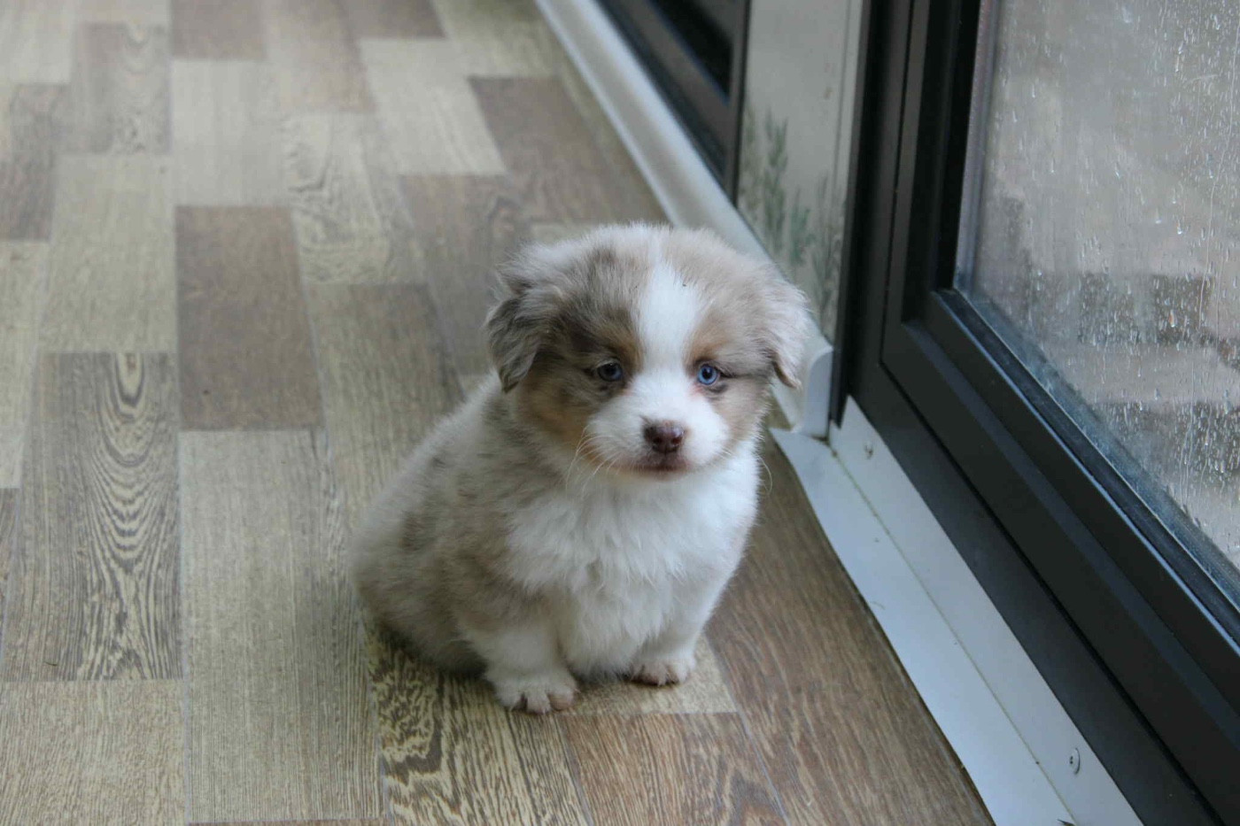 D'Eden's Wood - Chiots disponibles - Berger Américain Miniature 