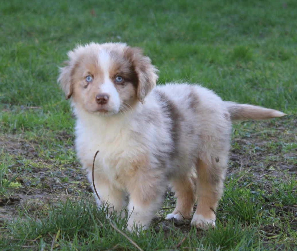 D'Eden's Wood - Chiots disponibles - Berger Américain Miniature 