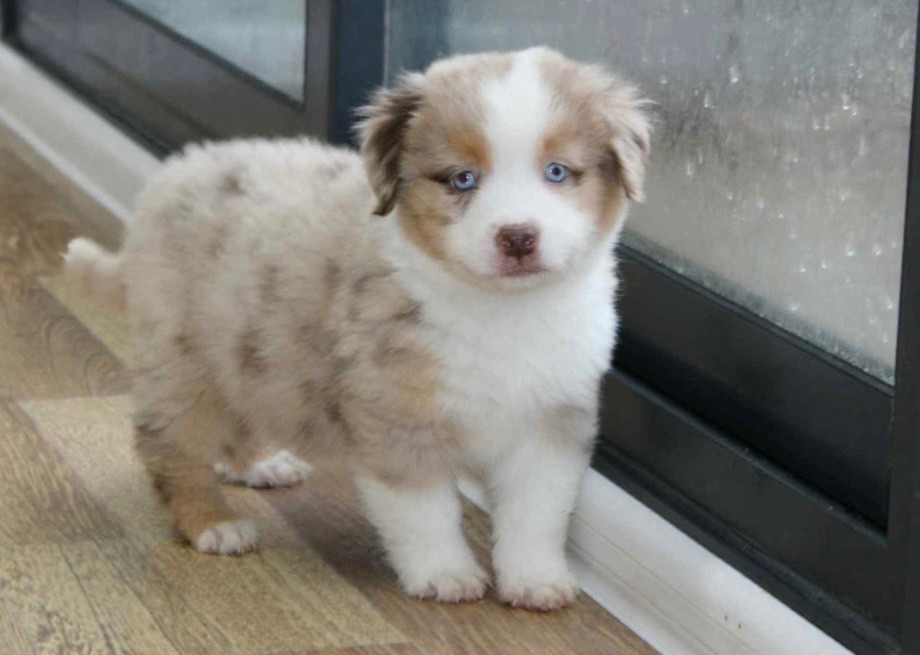 D'Eden's Wood - Chiots disponibles - Berger Américain Miniature 