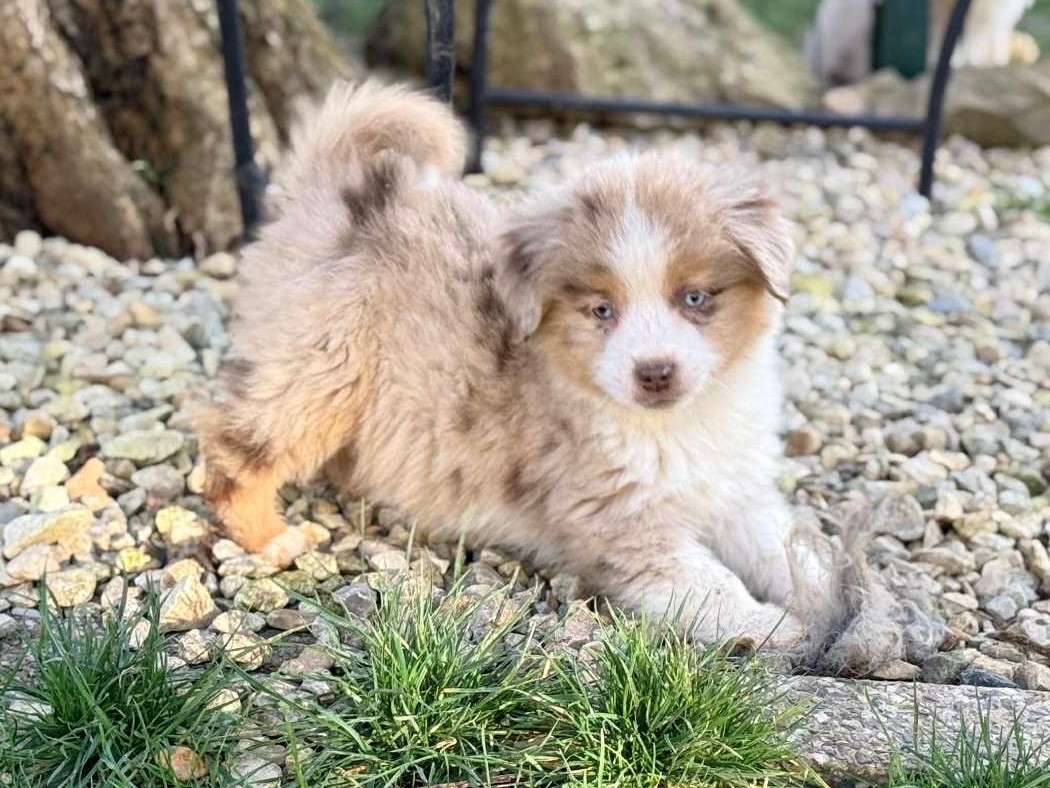 D'Eden's Wood - Chiots disponibles - Berger Américain Miniature 