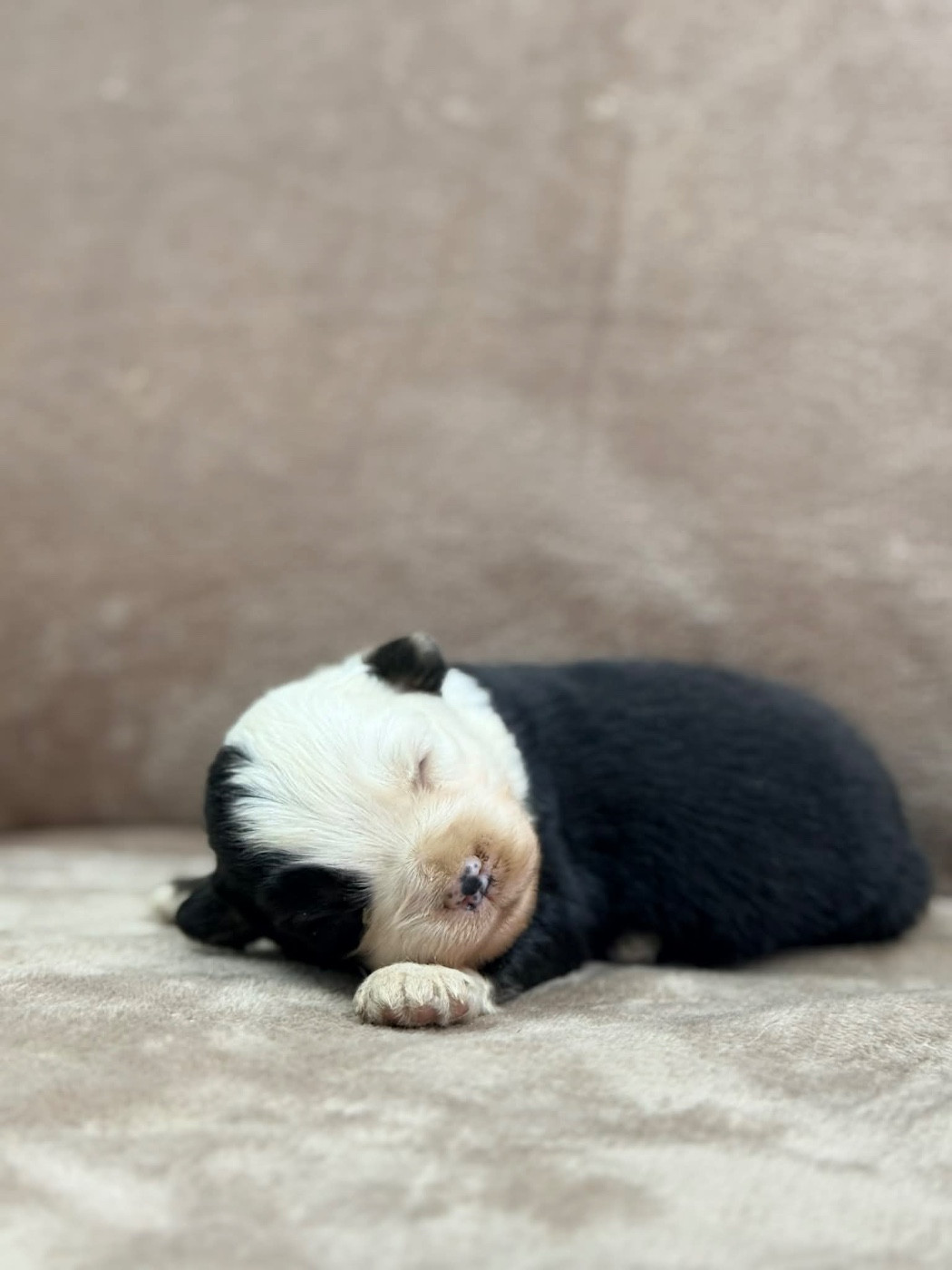 D'Eden's Wood - Chiots disponibles - Berger Américain Miniature 