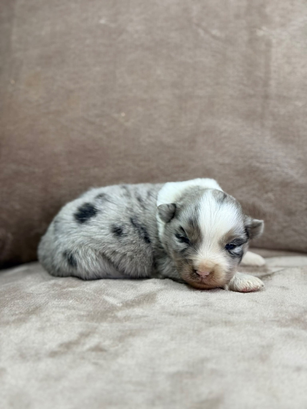 D'Eden's Wood - Chiots disponibles - Berger Américain Miniature 