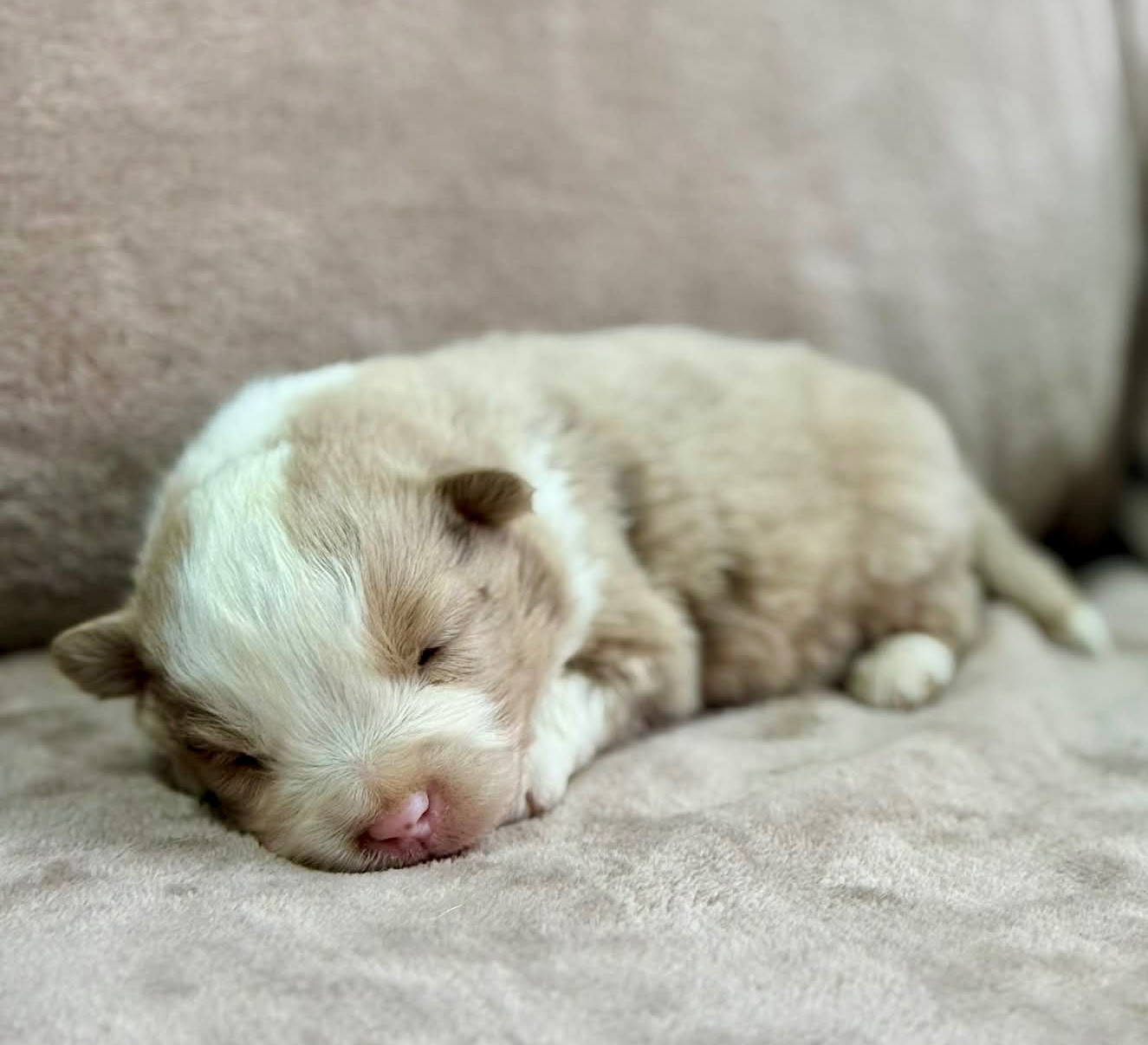 D'Eden's Wood - Chiots disponibles - Berger Américain Miniature 