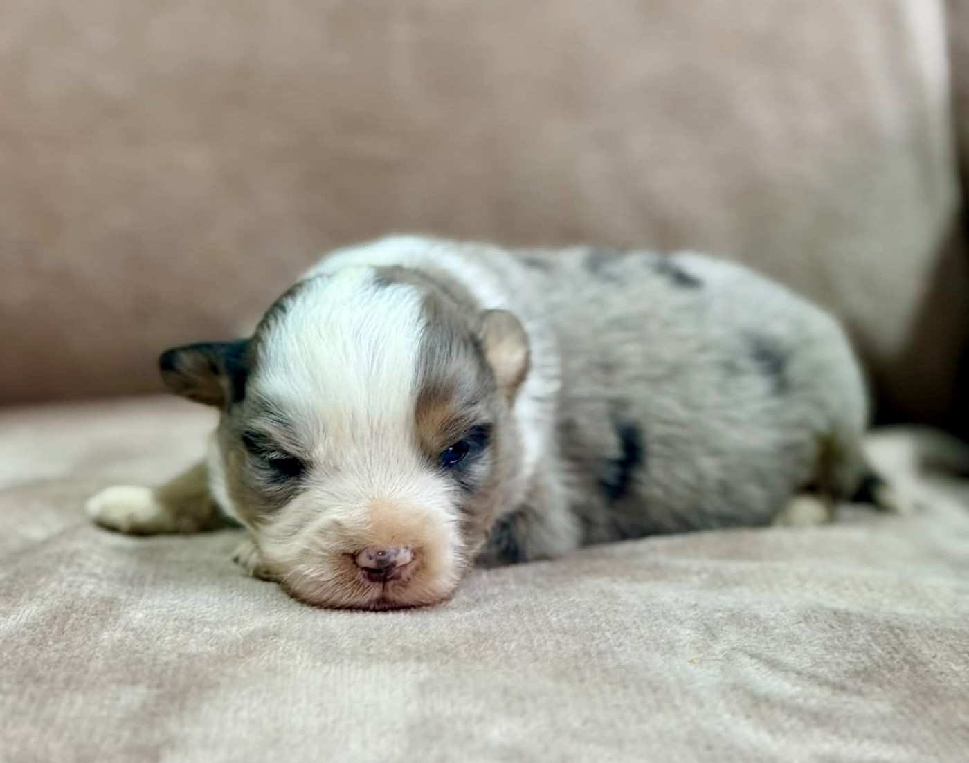 D'Eden's Wood - Chiots disponibles - Berger Américain Miniature 