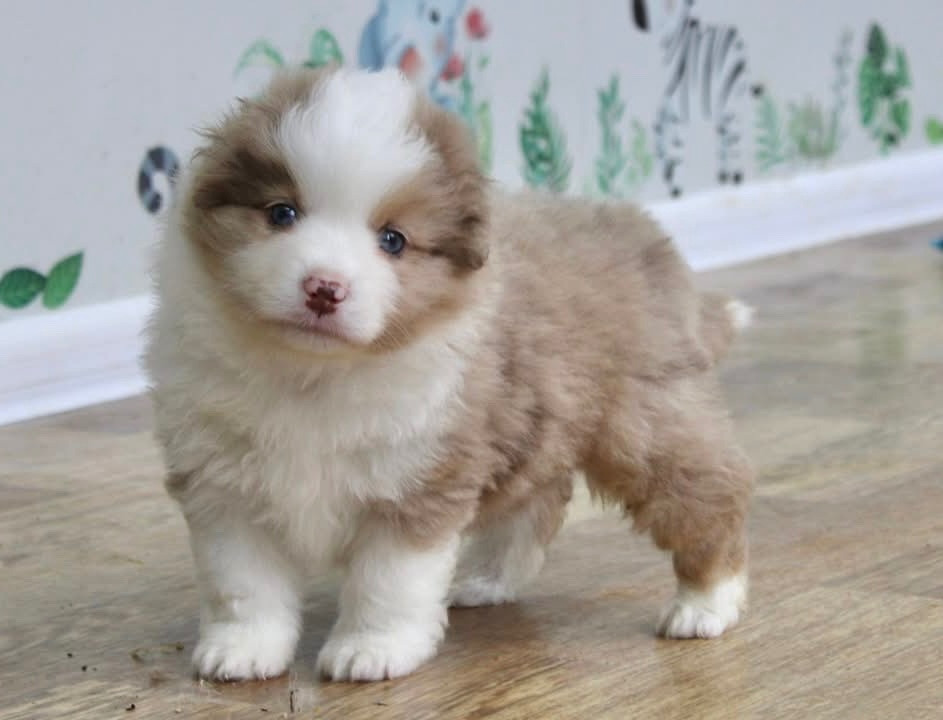 D'Eden's Wood - Berger Américain Miniature  - Portée née le 31/01/2026