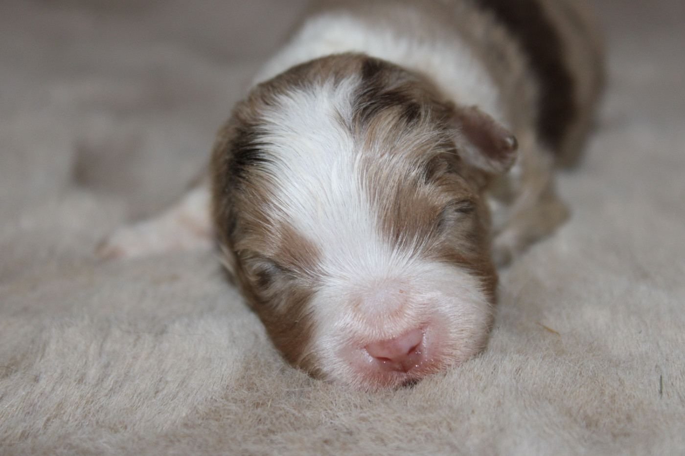 D'Eden's Wood - Chiots disponibles - Berger Américain Miniature 