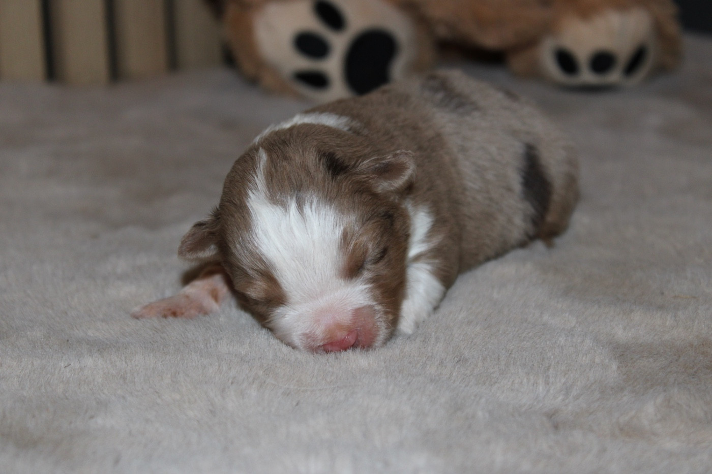 D'Eden's Wood - Chiots disponibles - Berger Américain Miniature 