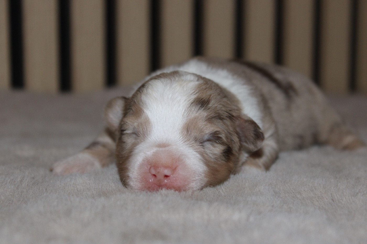D'Eden's Wood - Chiots disponibles - Berger Américain Miniature 