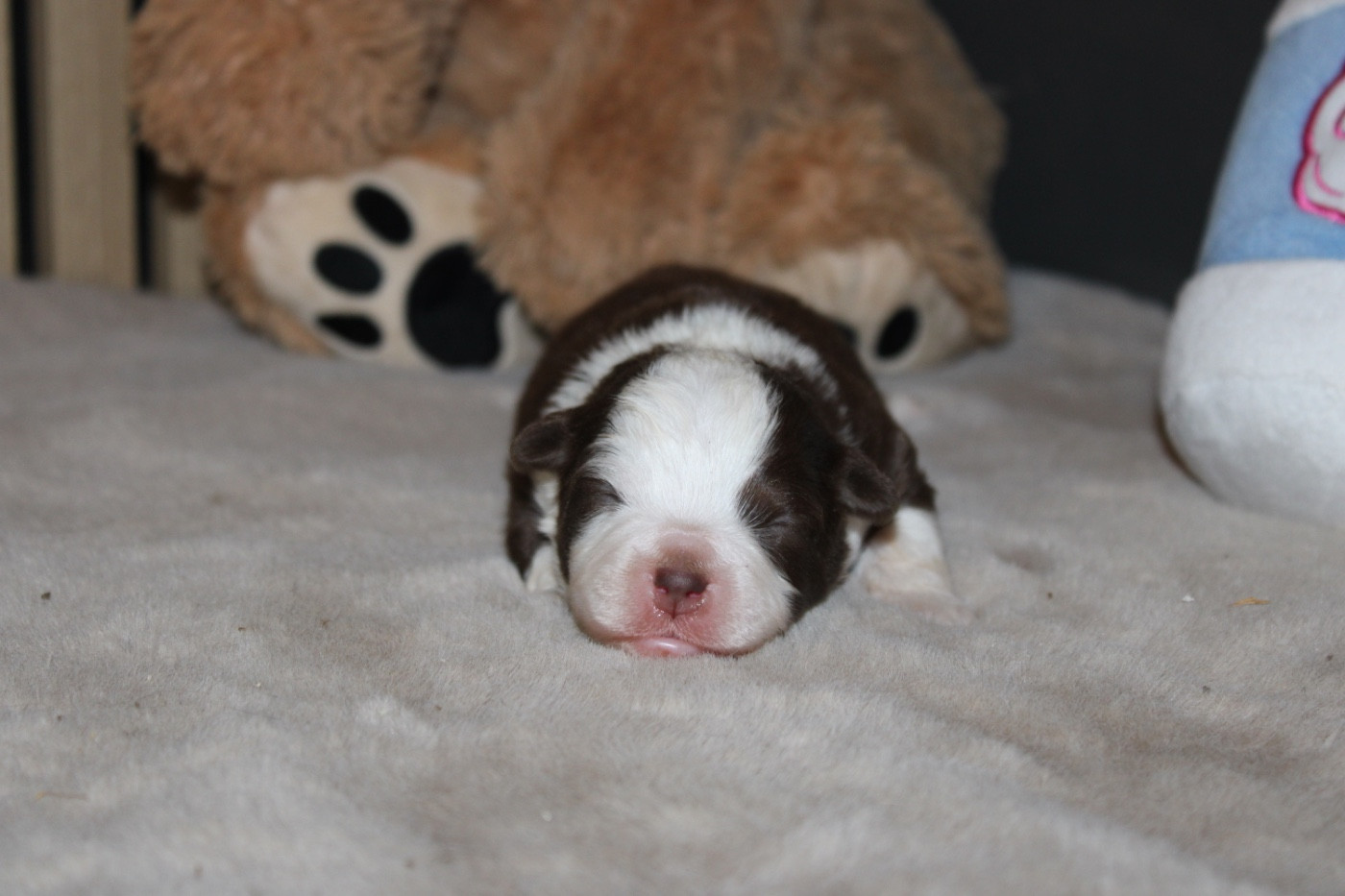 D'Eden's Wood - Chiots disponibles - Berger Américain Miniature 
