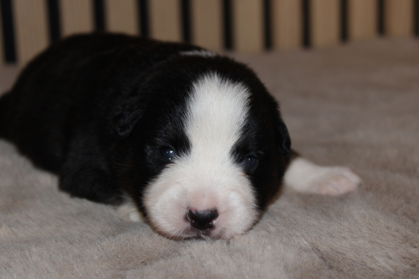 D'Eden's Wood - Chiots disponibles - Berger Américain Miniature 