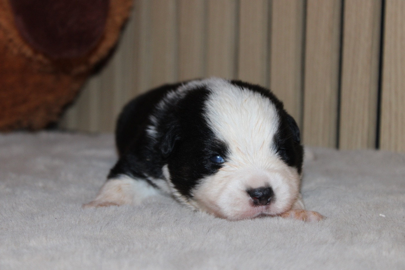 D'Eden's Wood - Chiots disponibles - Berger Américain Miniature 