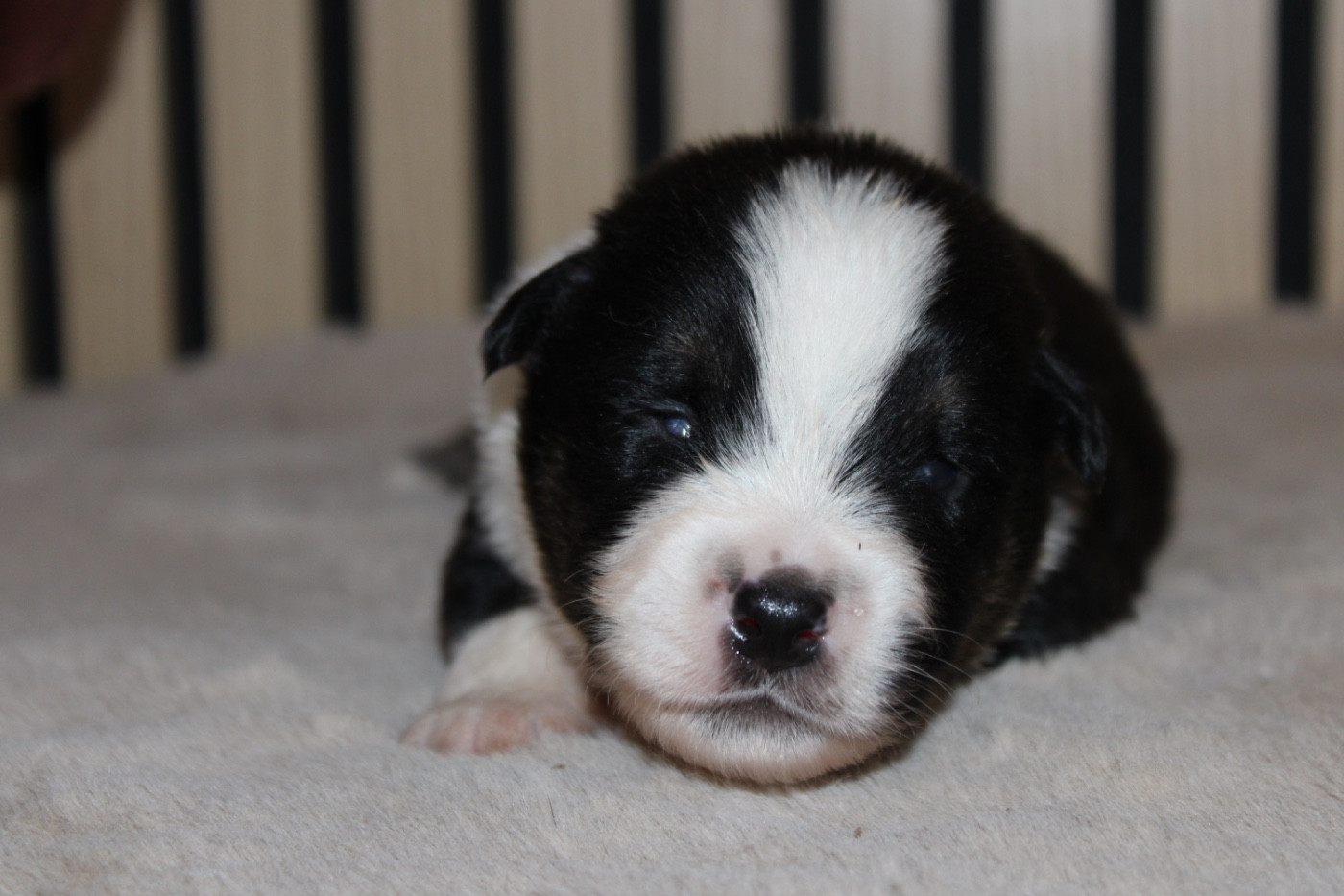 D'Eden's Wood - Chiots disponibles - Berger Américain Miniature 