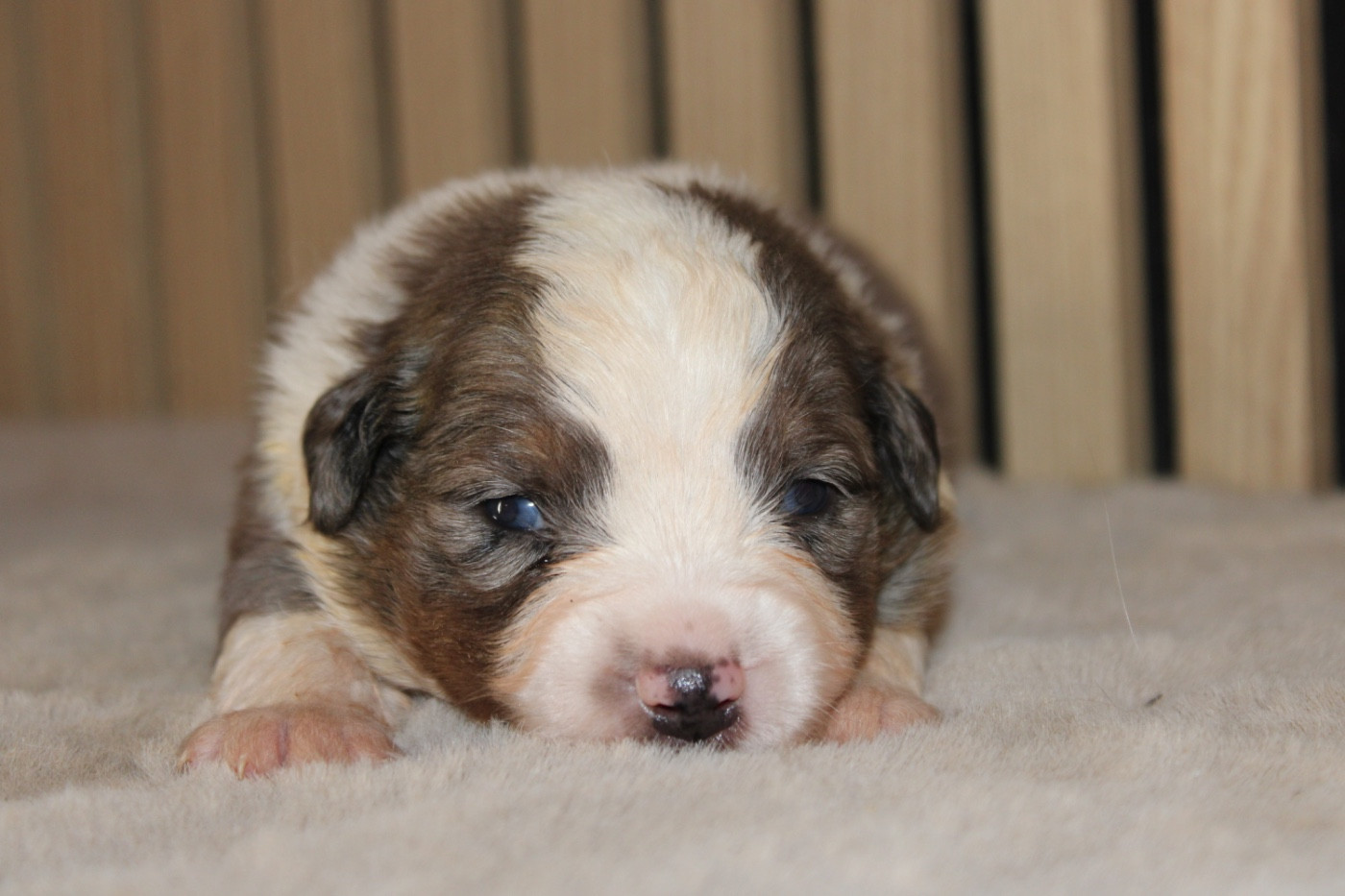 D'Eden's Wood - Chiots disponibles - Berger Américain Miniature 