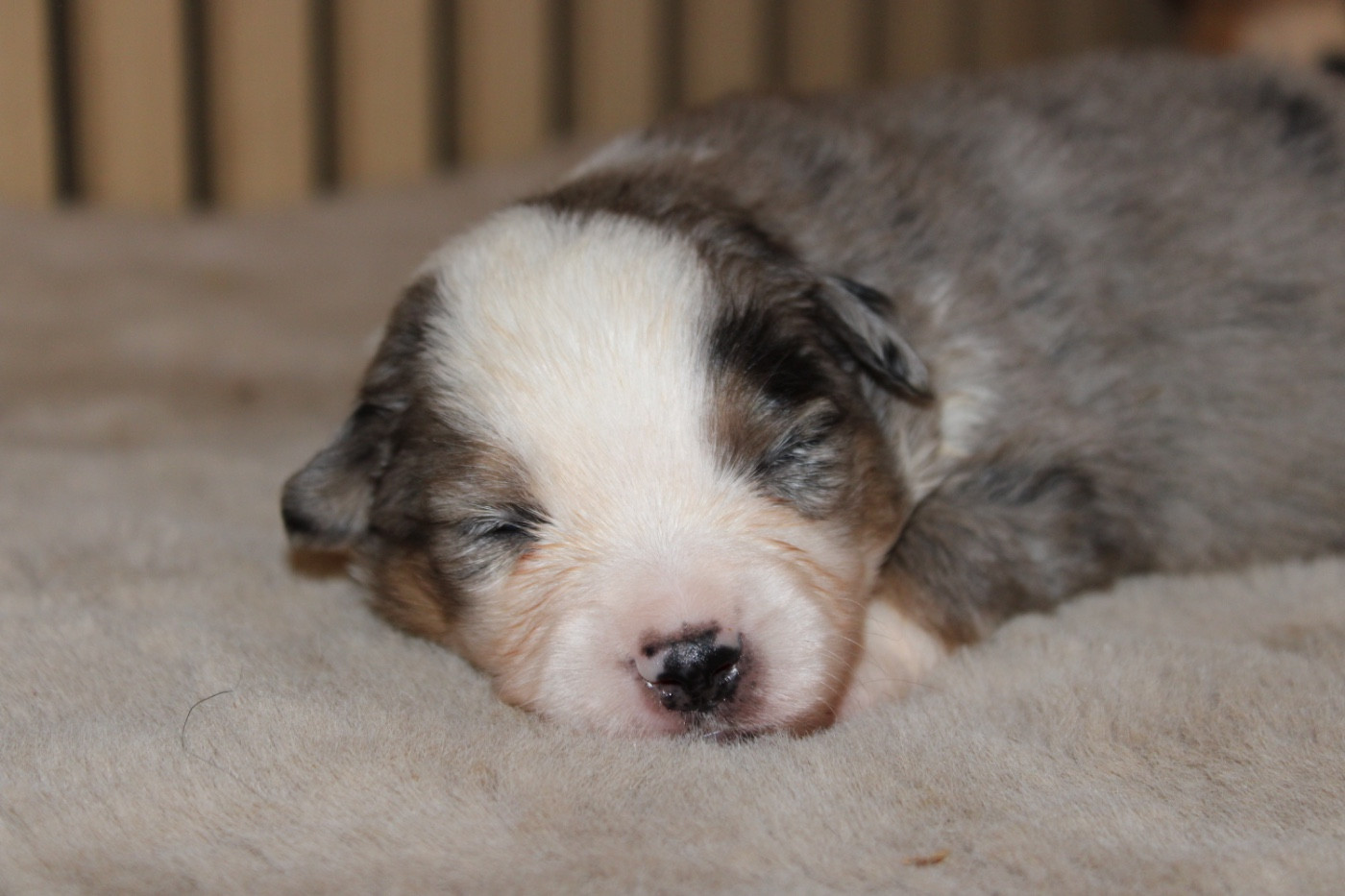 D'Eden's Wood - Chiots disponibles - Berger Américain Miniature 