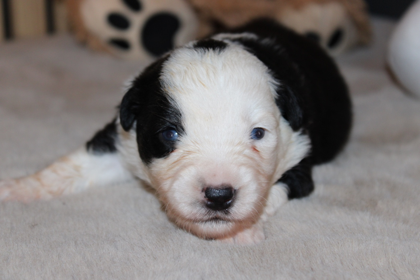 D'Eden's Wood - Chiots disponibles - Berger Américain Miniature 