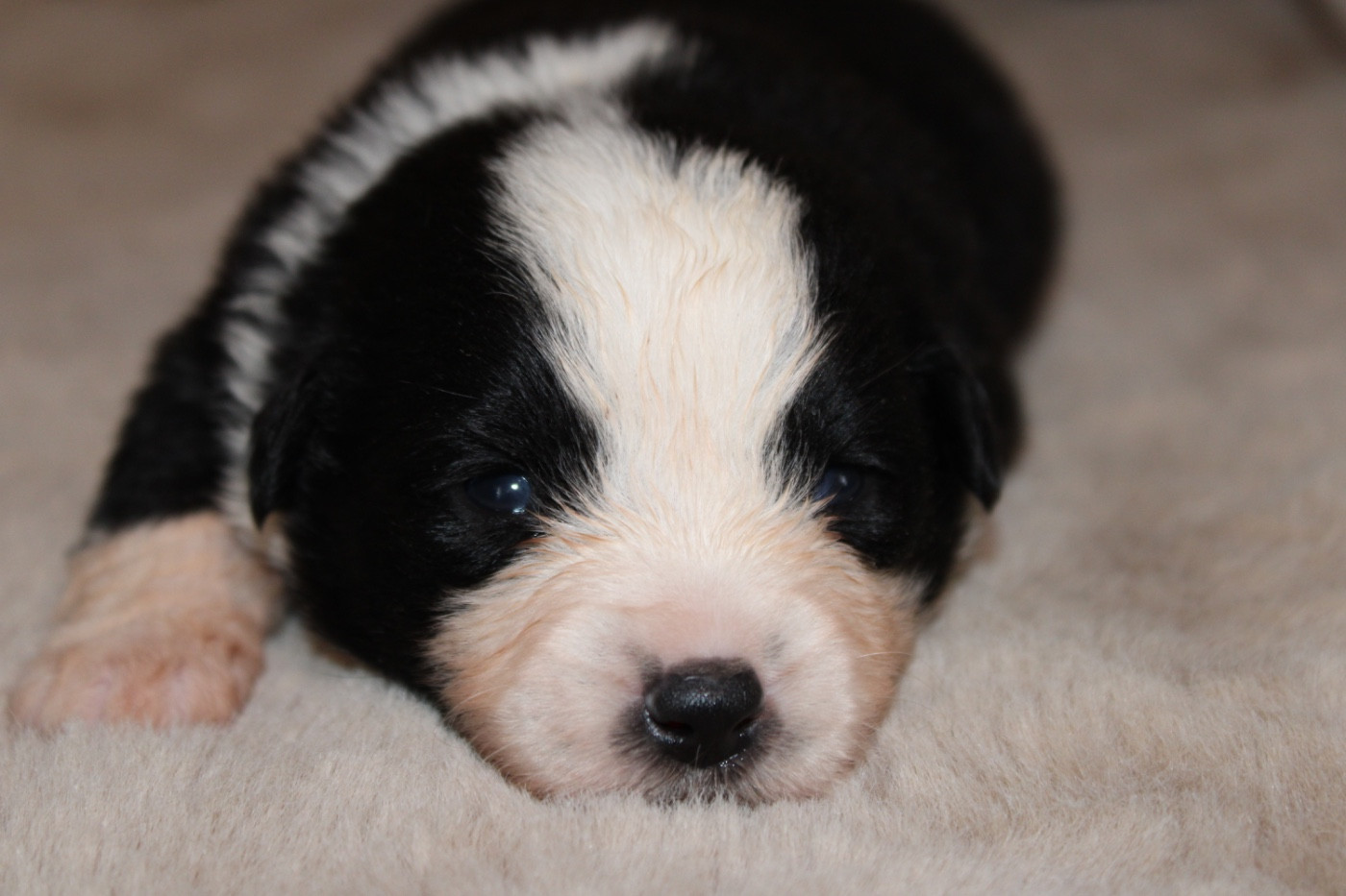 D'Eden's Wood - Chiots disponibles - Berger Américain Miniature 
