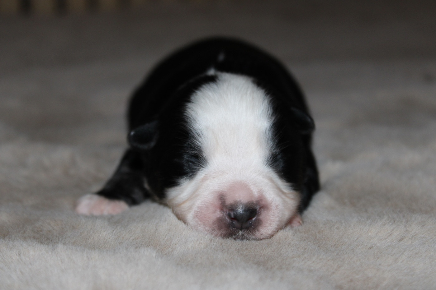 D'Eden's Wood - Chiots disponibles - Berger Américain Miniature 
