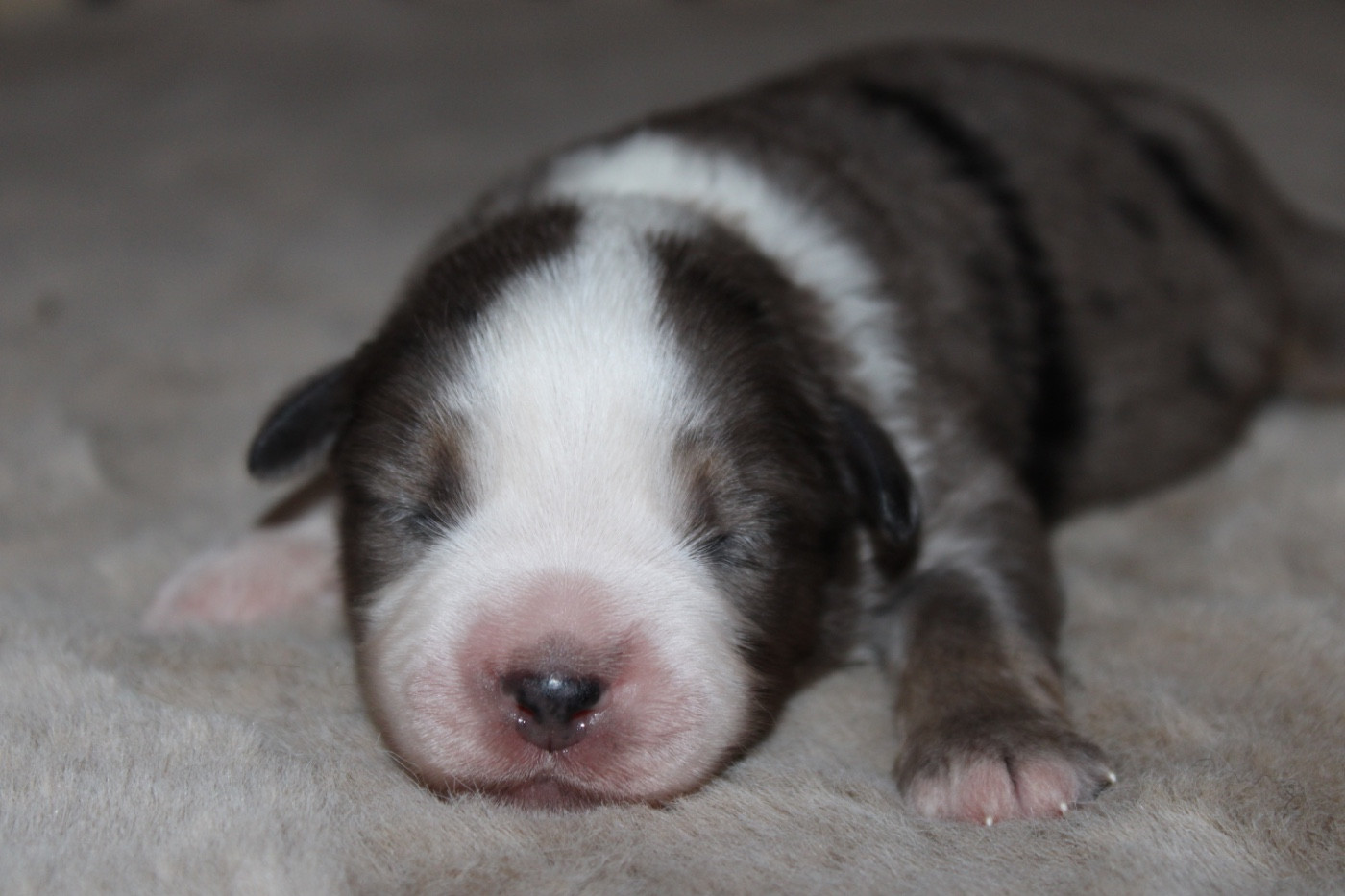 D'Eden's Wood - Chiots disponibles - Berger Américain Miniature 