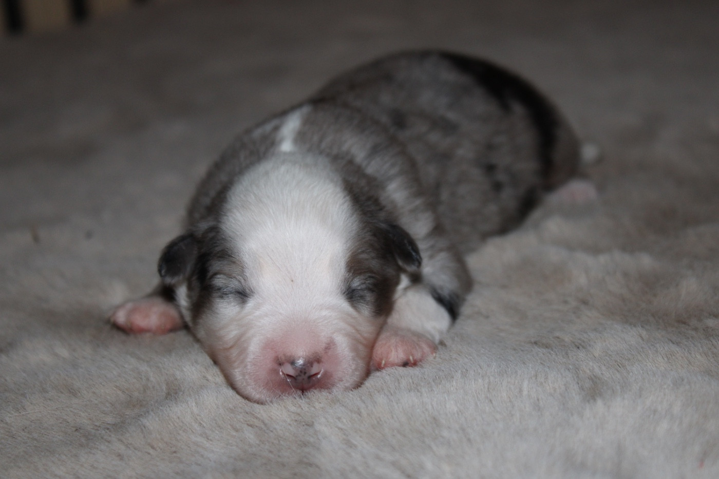 D'Eden's Wood - Chiots disponibles - Berger Américain Miniature 