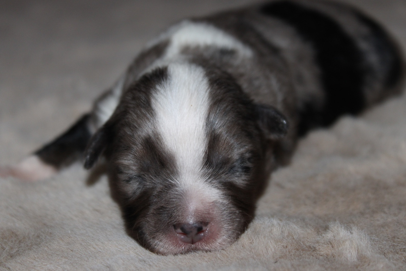 D'Eden's Wood - Chiots disponibles - Berger Américain Miniature 
