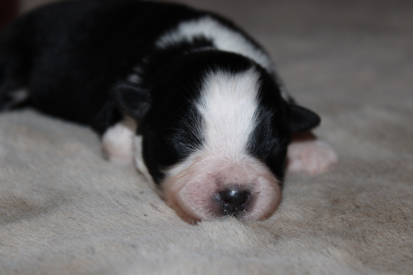 D'Eden's Wood - Chiots disponibles - Berger Américain Miniature 