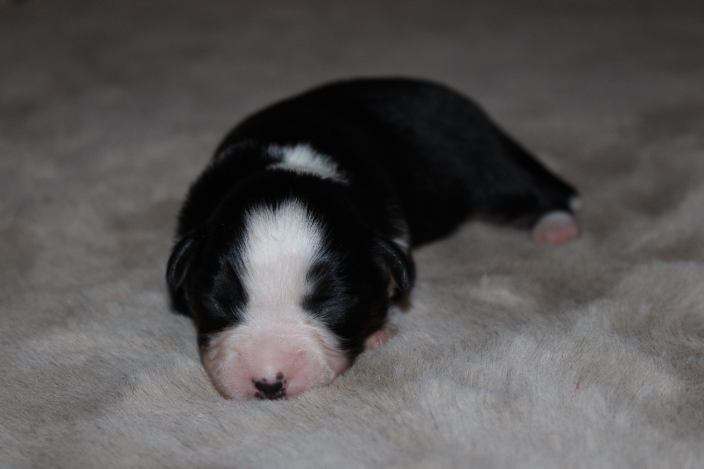 D'Eden's Wood - Chiots disponibles - Berger Américain Miniature 