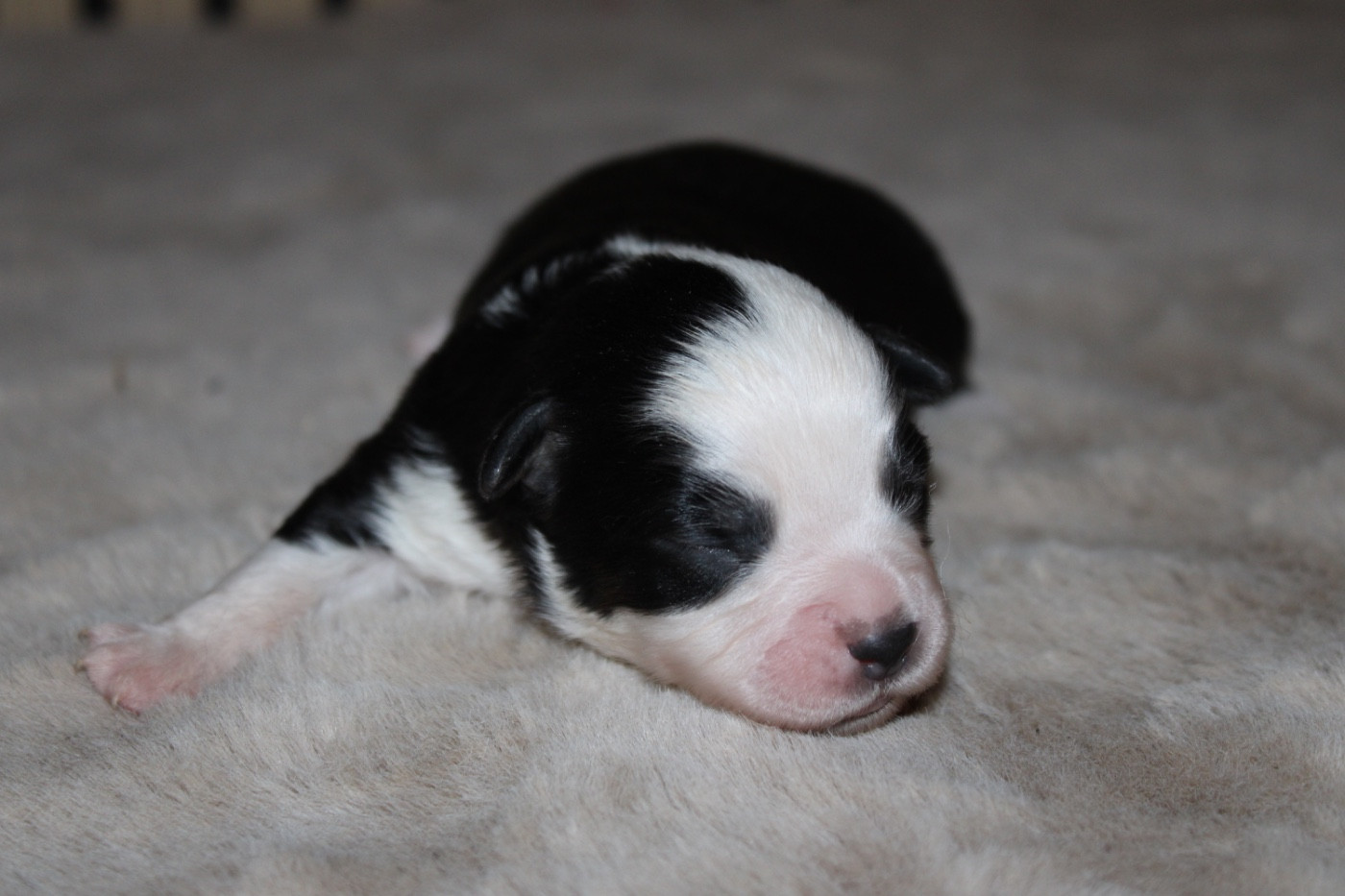 D'Eden's Wood - Chiots disponibles - Berger Américain Miniature 