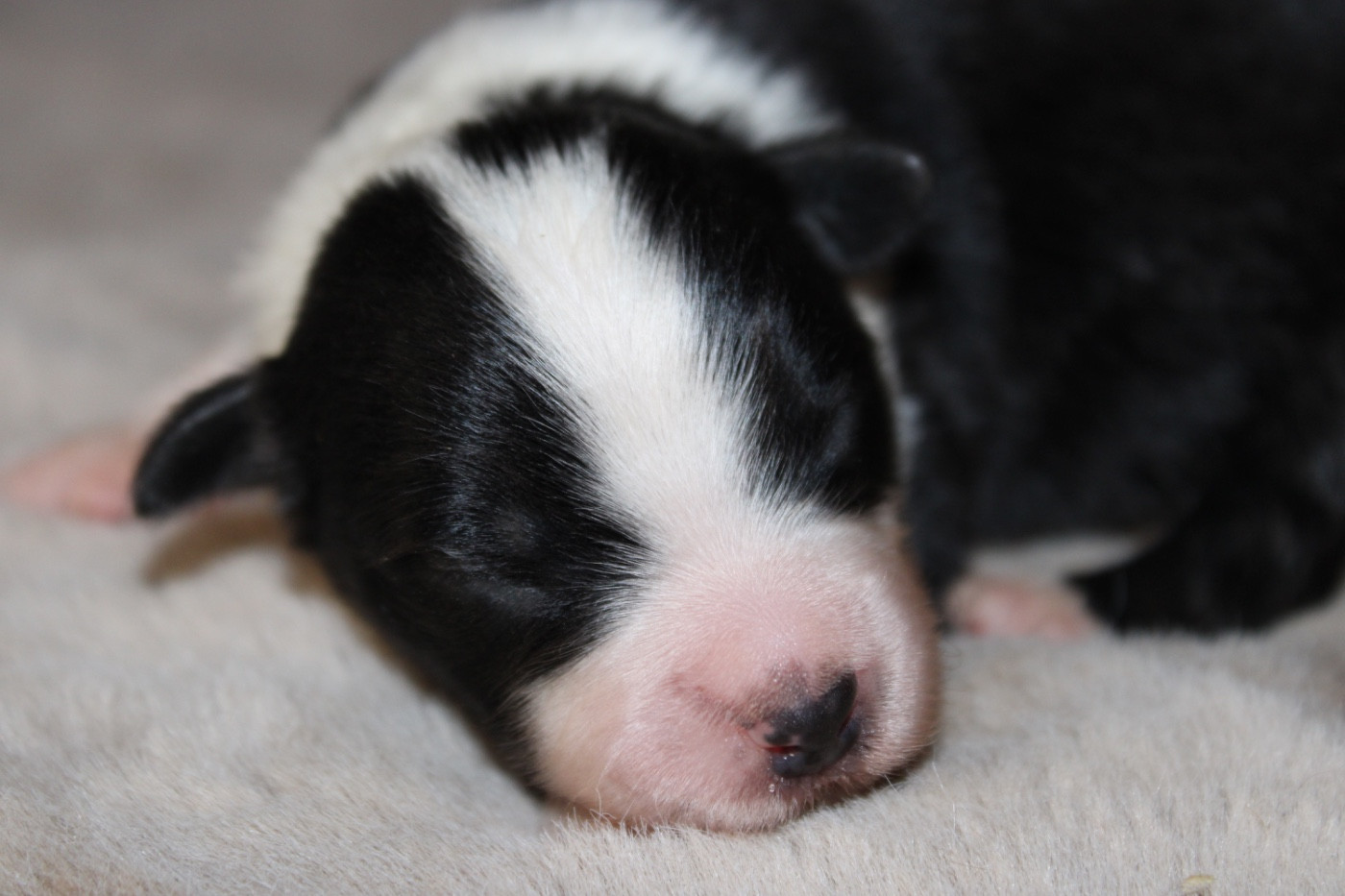 D'Eden's Wood - Chiots disponibles - Berger Américain Miniature 