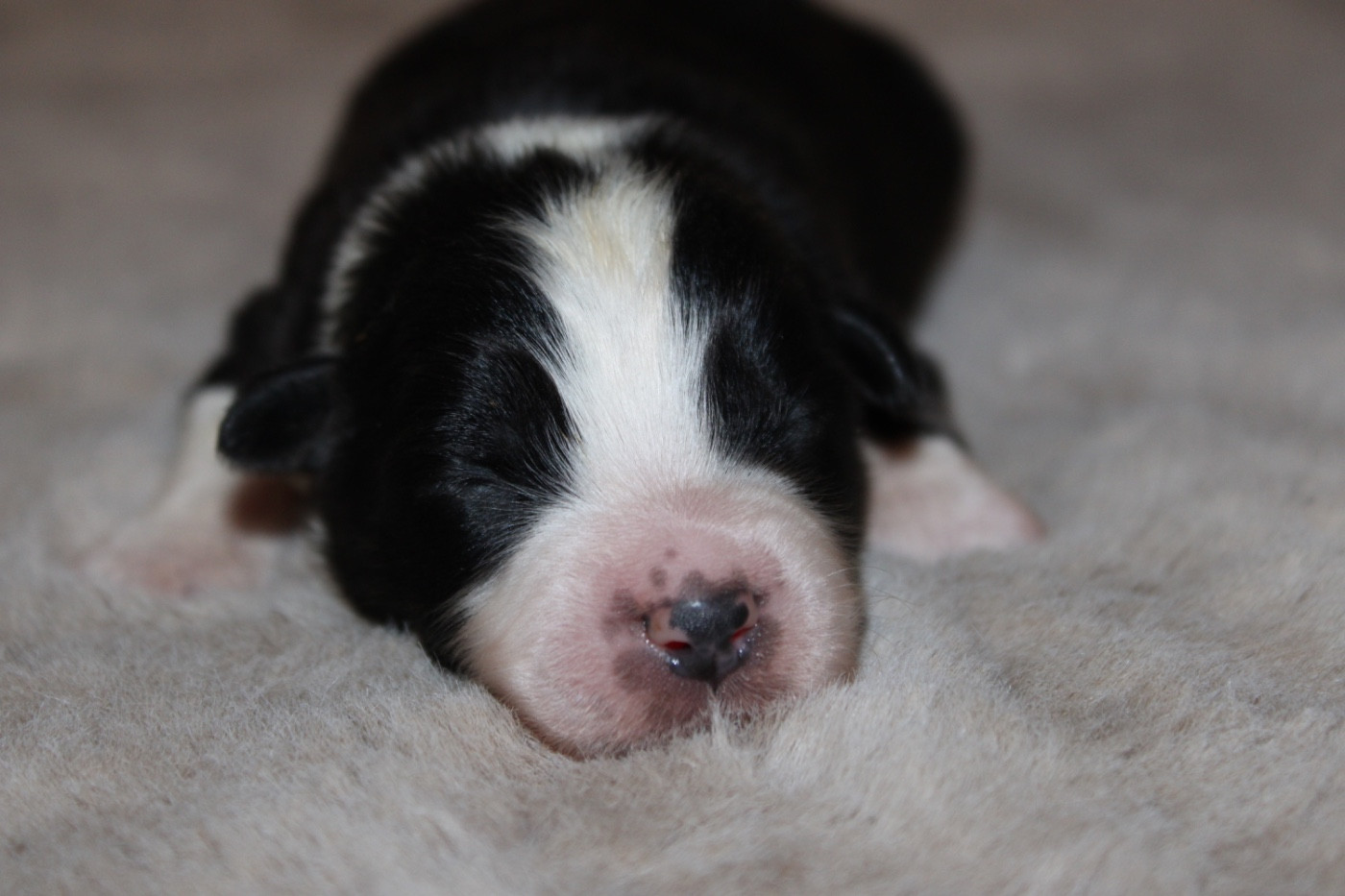 D'Eden's Wood - Chiots disponibles - Berger Américain Miniature 