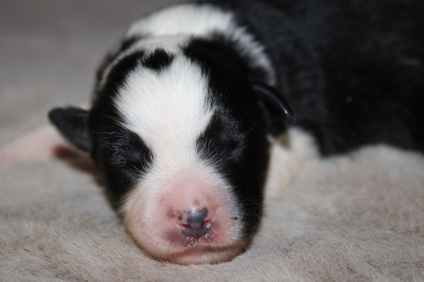 D'Eden's Wood - Chiots disponibles - Berger Américain Miniature 