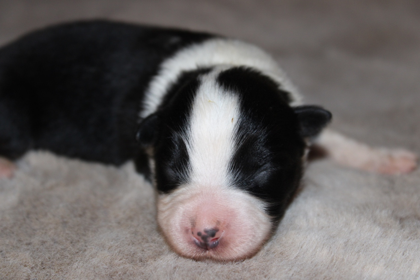 D'Eden's Wood - Chiots disponibles - Berger Américain Miniature 