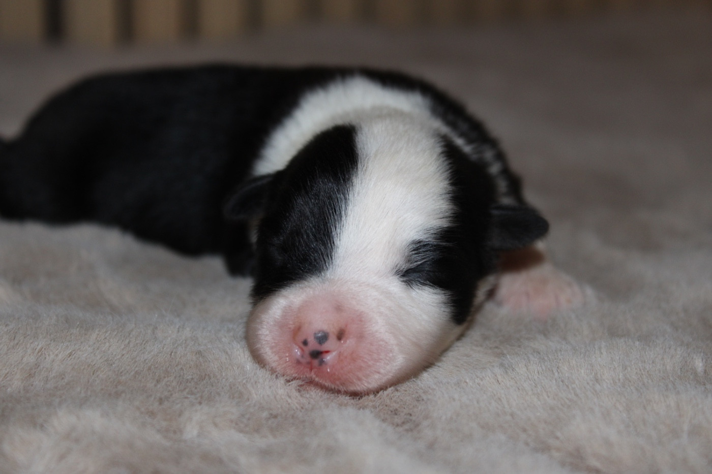 D'Eden's Wood - Chiots disponibles - Berger Américain Miniature 